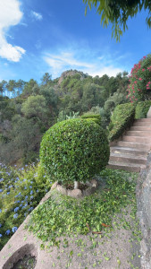 Photo de galerie - Taille d’arbustes