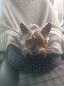 Photo de galerie - Pet sitter