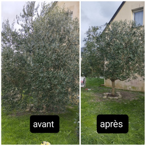 Photo de galerie - Elagage et coupe d'arbres