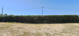 Photo de galerie - Taille d un haie de Laurier palme 