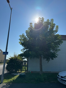 Photo de galerie - Taille de haies et d'arbustes