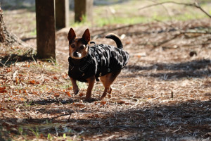 Photo de galerie - Promenade du petit chien d'amour