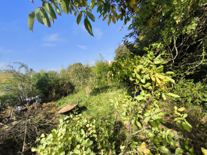 Photo de galerie - Abbatage arbres