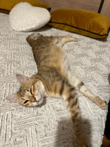 Photo de galerie - Garde chat