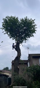 Photo de galerie - Démontage d’un chêne 
