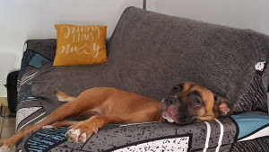 Photo de galerie - Garde chien