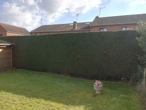 Photo de galerie - Taille haie de thuja 