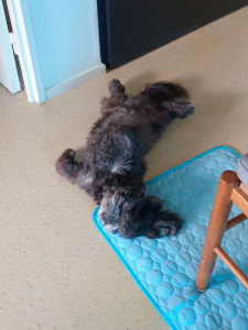 Photo de galerie - Garde chien