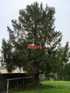 Photo de galerie - Elagage et coupe d'arbres