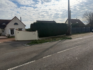 Photo de galerie - Taille de tuya