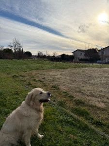 Photo de galerie - Tayson, Golden retriever