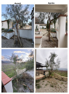 Photo de galerie - Haubanage de faux-poivrier 