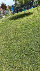 Photo de galerie - Jardin  tondeuse plus débroussaillé 