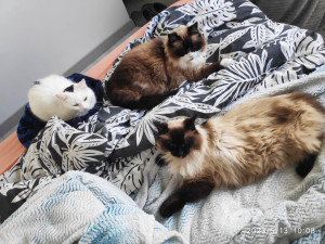 Photo de galerie - 3 de mes 4 minettes qui profitent.