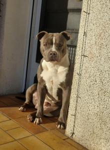 Photo de galerie - Toilettage de chien 