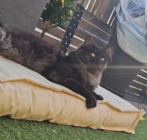 Photo de galerie - Garde chat