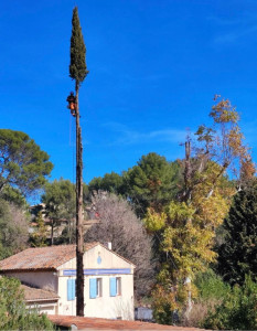 Photo de galerie - Elagage et coupe d'arbres