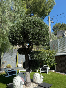 Photo de galerie - Taille de haies et d'arbustes