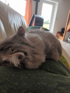 Photo de galerie - Guizmo faisant dodo sur moi