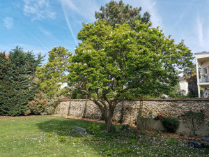 Photo de galerie - Taille de magnolia 