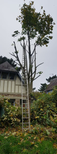 Photo de galerie - Élagage d'un arbre trop près de la maison