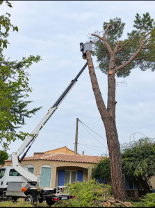 Photo de galerie - Travaille professionnel d'abattage de pins 
