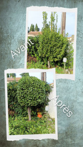 Photo de galerie - Taille en boule .