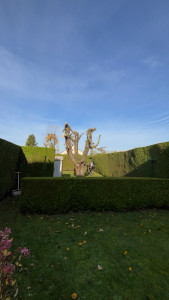 Photo de galerie - Taille de haies de thuya plus élagage 