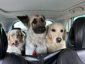 Photo de galerie - Garde chien