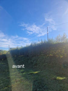 Photo de galerie - Voici le avant d'une haie de pyracantha 