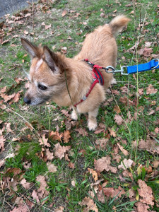 Photo de galerie - Garde chien