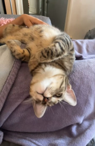 Photo de galerie - Garde chat