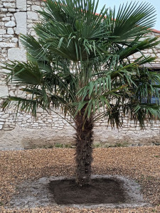 Photo de galerie - Plantation de tous vos arbres