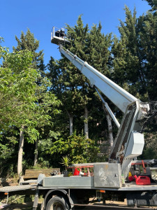 Photo de galerie - Taille haie de cyprès 