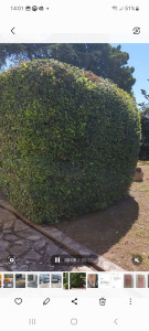 Photo de galerie - Taille haie
