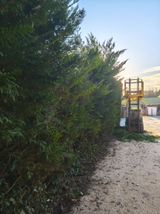 Photo de galerie - Taille de Haie