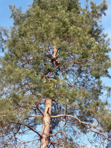 Photo de galerie - Elagage et coupe d'arbres
