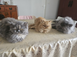 Photo de galerie - Je possede des persans je peux m’occuper de vos chats à votre domicile lors de vos absences vacances, pendant vos deplacement pour le travail, vos hospitalisations dans le secteur de st marc et ses environs