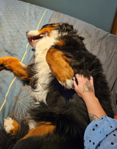 Photo de galerie - Séance brossage qui se termine en séance papouille (mon gros nounours)