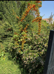 Photo de galerie - Rabattage deux haie 