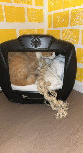 Photo de galerie - DIY d’une niche à chat 