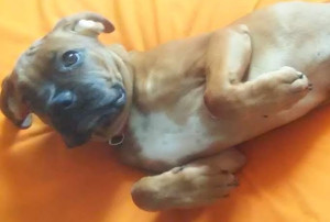 Photo de galerie - Petite amour que j'ai garder de nombreuse fois 