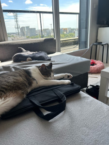 Photo de galerie - Garde chat