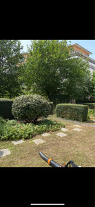 Photo de galerie - Tonte, taille d’arbuste et haies 