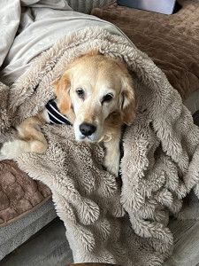 Photo de galerie - J’ai gardé une golden de 8 ans atteinte d’un cancer et d’épilepsie depuis ses 4 ans 