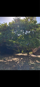 Photo de galerie - Elagage et coupe d'arbres