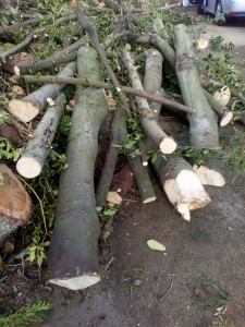 Photo de galerie - Possibilité de couper des arbres, enlèvement des déchets. 