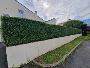 Photo de galerie - Taille de haie après 