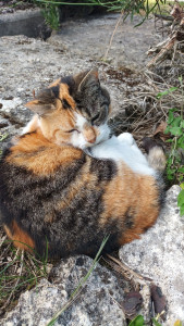 Photo de galerie - C mon chat 