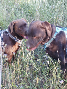 Photo de galerie - Garde chien